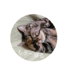 猫猫猫にゃんにゃんにゃん（個別スタンプ：7）
