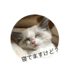 猫猫猫にゃんにゃんにゃん（個別スタンプ：10）