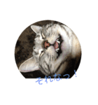 猫猫猫にゃんにゃんにゃん（個別スタンプ：11）