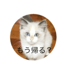 猫猫猫にゃんにゃんにゃん（個別スタンプ：12）