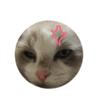 猫猫猫にゃんにゃんにゃん（個別スタンプ：13）