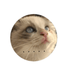 猫猫猫にゃんにゃんにゃん（個別スタンプ：14）