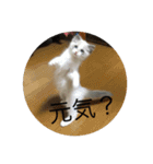 猫猫猫にゃんにゃんにゃん（個別スタンプ：15）
