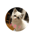 猫猫猫にゃんにゃんにゃん（個別スタンプ：16）
