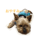 らぶり〜❤️ココ（個別スタンプ：2）