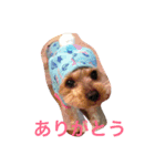 らぶり〜❤️ココ（個別スタンプ：8）