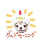 ちわわ 小虎＆長介（個別スタンプ：1）