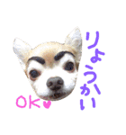 ちわわ 小虎＆長介（個別スタンプ：9）