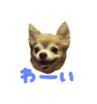 ちわわ 小虎＆長介（個別スタンプ：23）