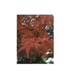 good night  stamp 癒しのおやすみスタンプ（個別スタンプ：14）