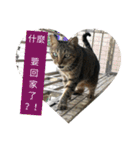 a cat live in taipei.（個別スタンプ：1）