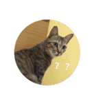 a cat live in taipei.（個別スタンプ：2）