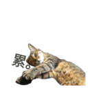 a cat live in taipei.（個別スタンプ：5）