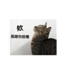 a cat live in taipei.（個別スタンプ：6）