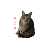 a cat live in taipei.（個別スタンプ：8）