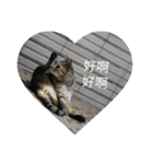 a cat live in taipei.（個別スタンプ：9）