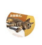 a cat live in taipei.（個別スタンプ：10）