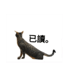 a cat live in taipei.（個別スタンプ：13）