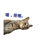 a cat live in taipei.（個別スタンプ：14）