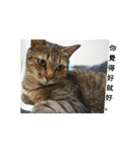a cat live in taipei.（個別スタンプ：15）