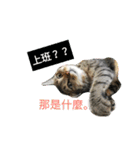 a cat live in taipei.（個別スタンプ：16）