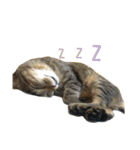 a cat live in taipei.（個別スタンプ：17）