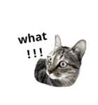 a cat live in taipei.（個別スタンプ：18）