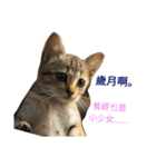 a cat live in taipei.（個別スタンプ：20）