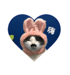 a cat live in taipei.（個別スタンプ：21）