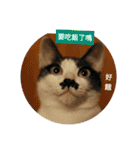 a cat live in taipei.（個別スタンプ：22）