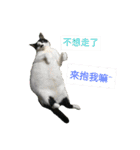 a cat live in taipei.（個別スタンプ：23）