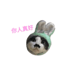 a cat live in taipei.（個別スタンプ：24）