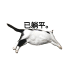 a cat live in taipei.（個別スタンプ：25）