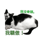 a cat live in taipei.（個別スタンプ：26）