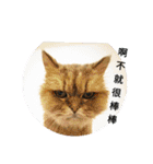 a cat live in taipei.（個別スタンプ：27）