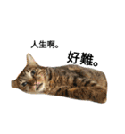 a cat live in taipei.（個別スタンプ：29）