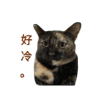 a cat live in taipei.（個別スタンプ：30）
