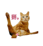a cat live in taipei.（個別スタンプ：32）