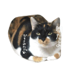 つきみとあずき。ときどきもなか（個別スタンプ：3）