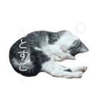 つきみとあずき。ときどきもなか（個別スタンプ：5）