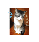 つきみとあずき。ときどきもなか（個別スタンプ：7）