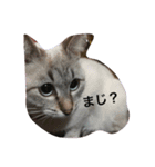 YUME^._.^（個別スタンプ：4）