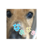 ちょこら（個別スタンプ：1）