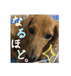 ちょこら（個別スタンプ：4）