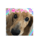 ちょこら（個別スタンプ：5）
