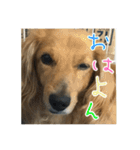 ちょこら（個別スタンプ：6）