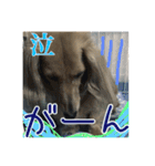 ちょこら（個別スタンプ：7）
