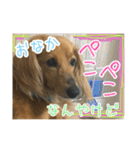 ちょこら（個別スタンプ：11）