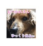 ちょこら（個別スタンプ：16）