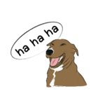 Soi Dog (EN)（個別スタンプ：11）